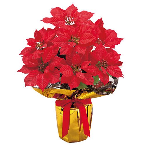 ポインセチアバリューラッピング(9輪)