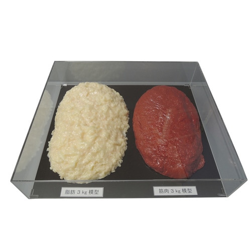 脂肪/筋肉対比セット(3Kg) SKT−030