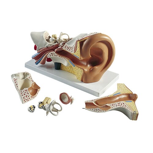 平衡聴覚器モデル(標準型) E10