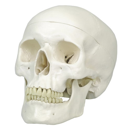 標準型頭蓋モデルA2020X13.5X15.5cm