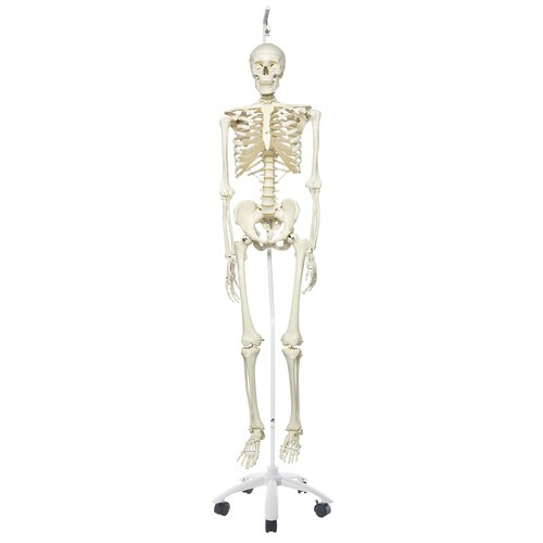 骨格モデル(標準型)吊り下げ仕様 A10/1