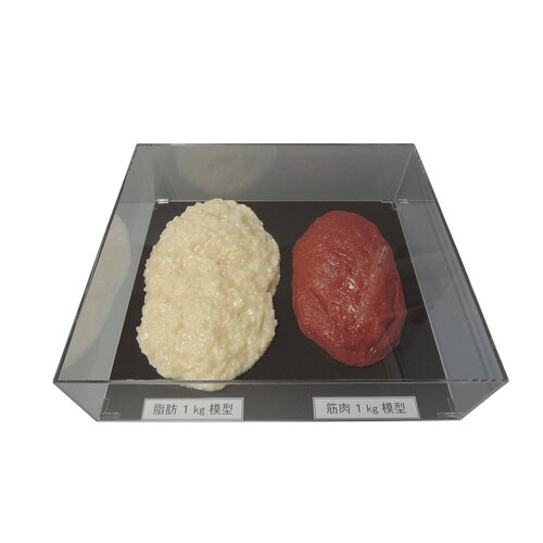 脂肪/筋肉対比セット(1Kg) SKT−010