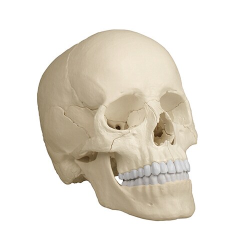 頭蓋22分解モデル(ナチュラルカラー)