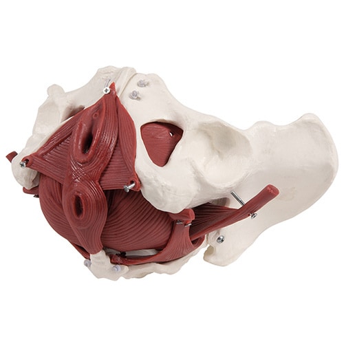 骨盤12分解モデル 女性