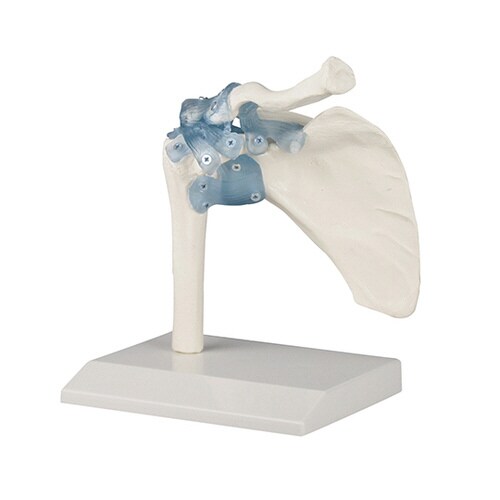 肩関節モデル