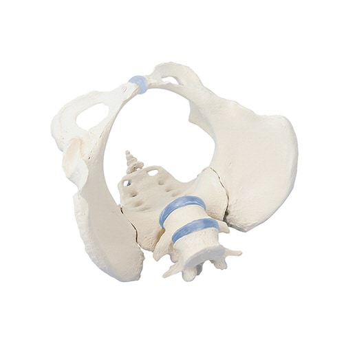 骨盤モデル 女性