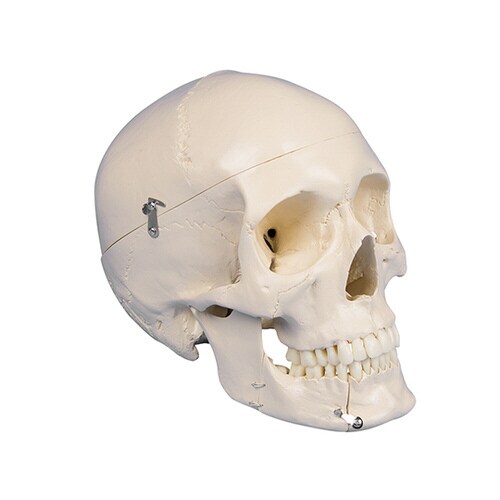 頭蓋骨モデル 歯科用