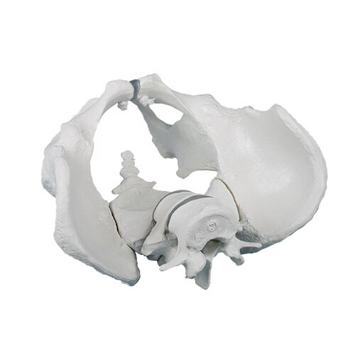 骨盤モデル 男性