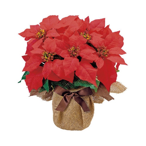 ポインセチアジュートポット