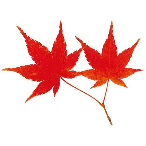 グルメシ−ト 赤もみじ丸 24パック