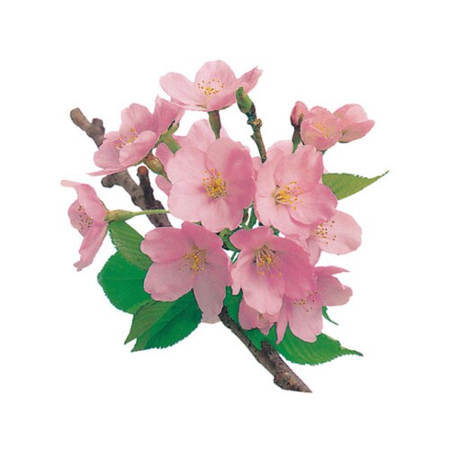 グルメシ−ト 桜 24パック