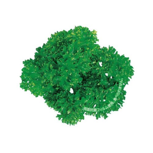 グルメシ−ト 抗菌パセリ 丸 24パック