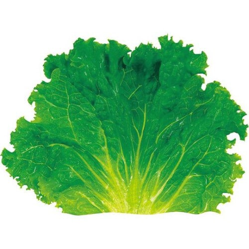 グルメシ−ト グリ−ンリ−フL 丸大 12パック