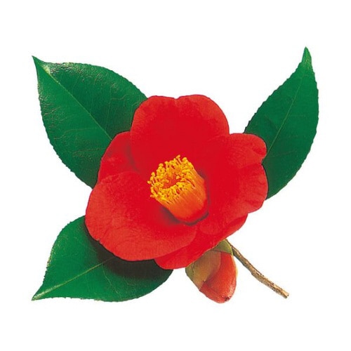 グルメシ−ト 椿 24パック