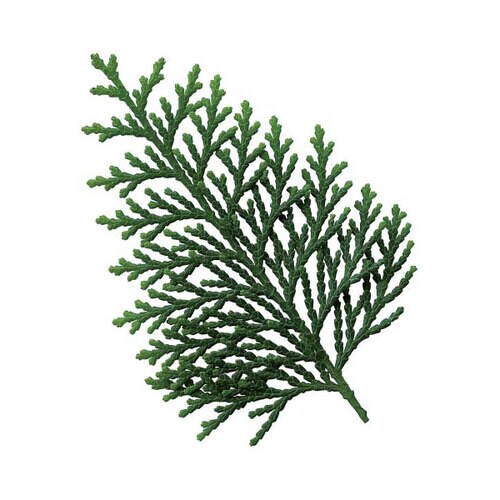 グルメシ−ト 桧葉 丸 24パック