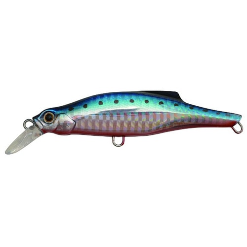 ピンテール 35 SRI アカハライワシ