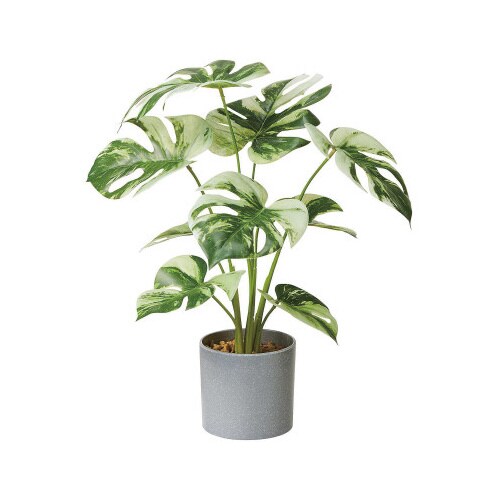 インテリアグリーンポット モンステラバリエガータ