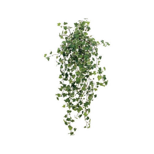 アイビーハンギング アイビー斑入り