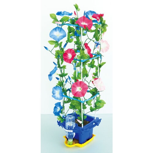 あさがお栽培セット