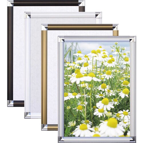 ポップフレーム OG菊全 ホワイト