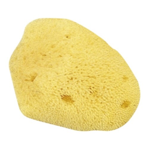 天然海綿 小