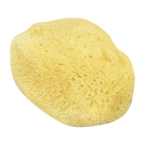 天然海綿 大