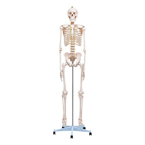 全身骨格モデル