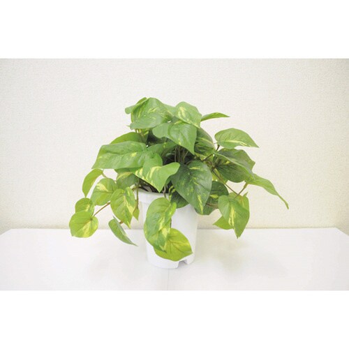 人工植物 GS−115