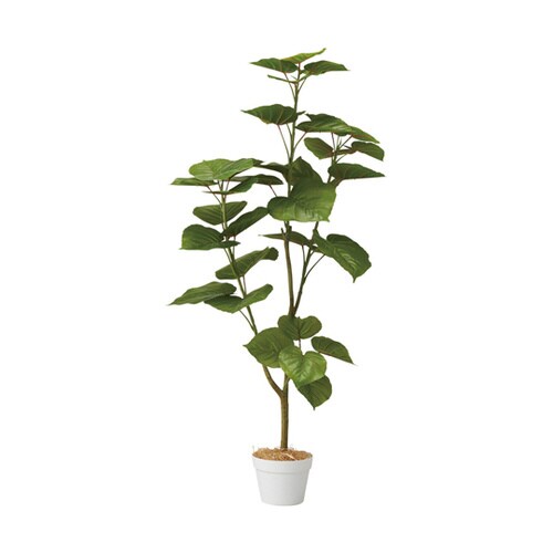 フィカスウンベラータ(フェイクグリーン
