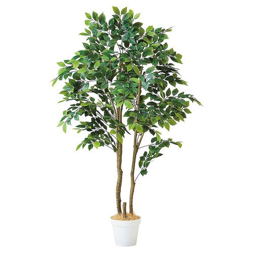 マウンテンアッシュ(フェイクグリーン 人