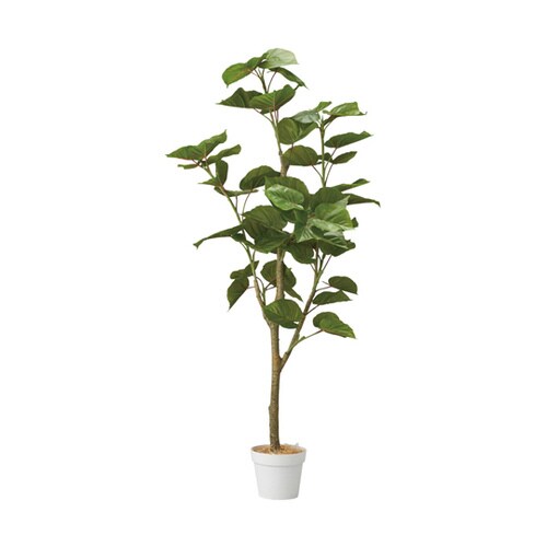 フィカスウンベラータ(フェイクグリーン