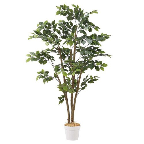 マウンテンアッシュ(フェイクグリーン 人