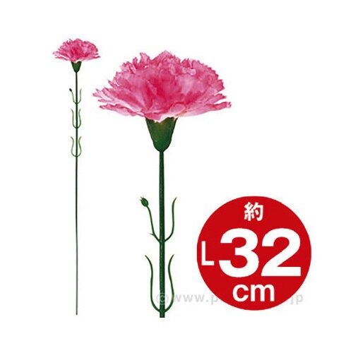 ピンクカーネーション(中)