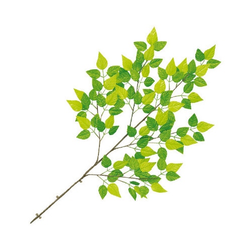 若葉さわやか大枝