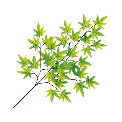 楓スプレー10本