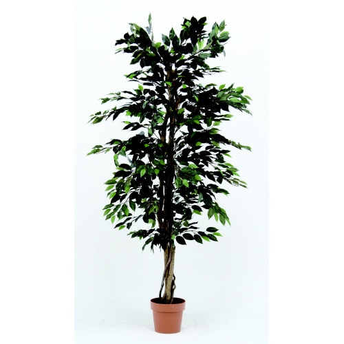 観葉植物 フィカス 1124 A