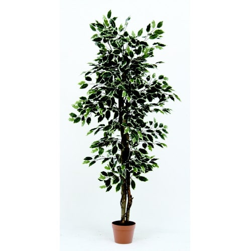 観葉植物 フィカス 690 B