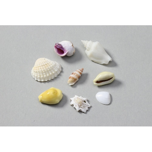 ミックスシェル10g 小袋入り