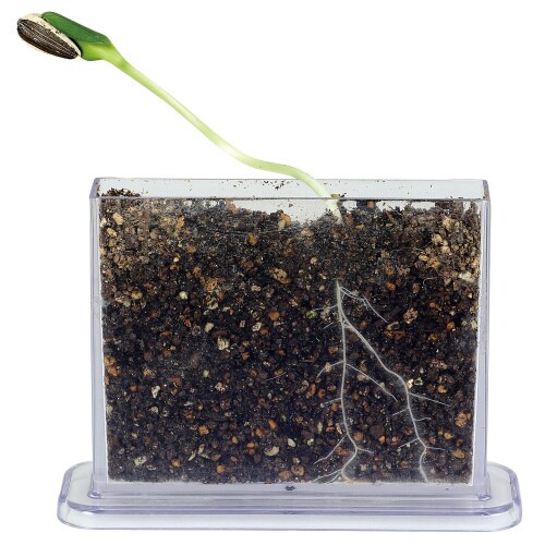 身の回りの生物(植物)A