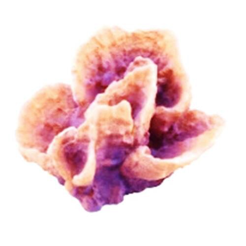 レプリカサンゴ