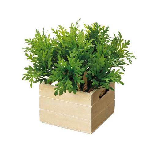 シロタエコンテナボックス