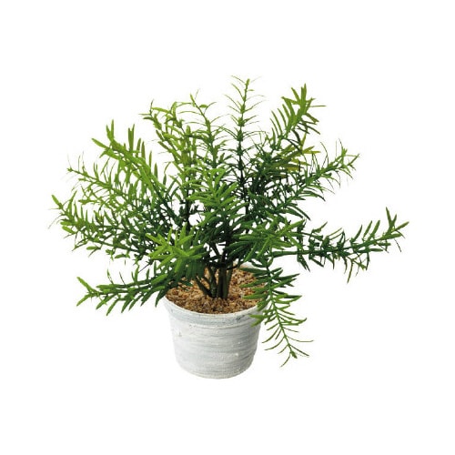 ローズマリーポット