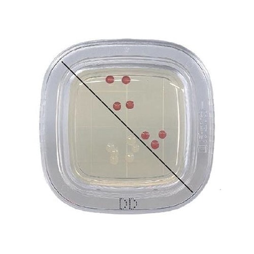 【冷】ぺたんチェックDD DD寒天培地 1箱(