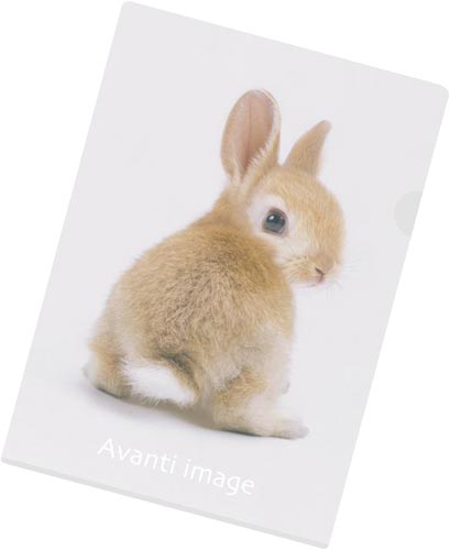 クリヤーホルダーA4 ネザーランドドワーフ