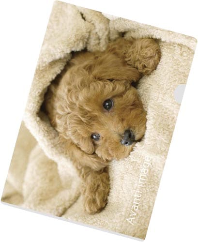 クリヤーホルダーA4 トイ・プードル 50セット