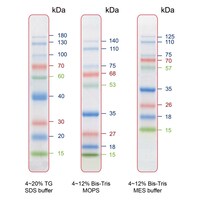 【冷凍】着色済みタンパク質ラダーマーカー PM0