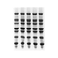Merck ImmobilonPSQ PVDF 0 ISEQ07850 分析/検査用品(その他) 1箱