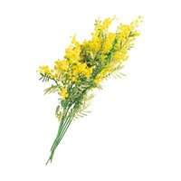 �A�Y�����@�~���U�X�v���[�@�P�Q�{�@�R�R�P�V�P�O�P�@�R�R�P�V�P�O�P�@�P�{