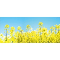 AY@fBXvCV[g@؂̉ԁ@QOO~WV@RRQSWP@RRQSWP@P