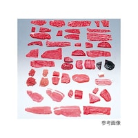 イワイサンプル フードモデル(獣鳥肉類) 豚バラ薄切20g 539